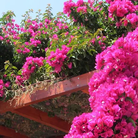 Pensiune Village House Pissouri